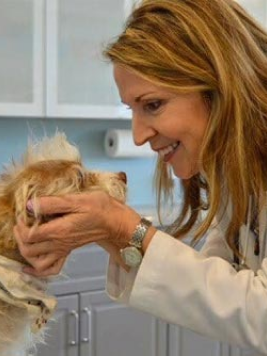 Veterinarian examining a small dog in a clinic.