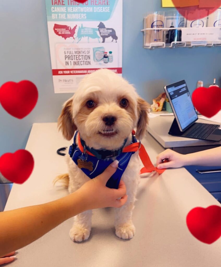 A small dog in a harness at a vet's office, with two hands adjusting its outfit.