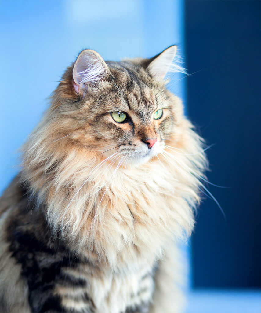 A majestic long-haired cat with striking green eyes.