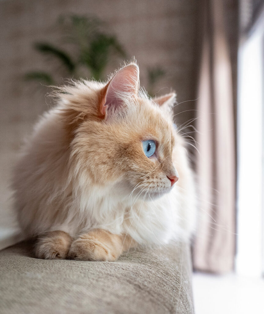 Fluffy cream-colored cat with striking blue eyes peering to the side.