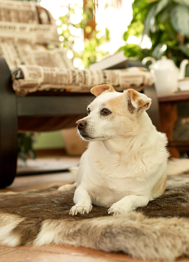 A white and tan dog sitting on a fur rug, looking away thoughtfully.