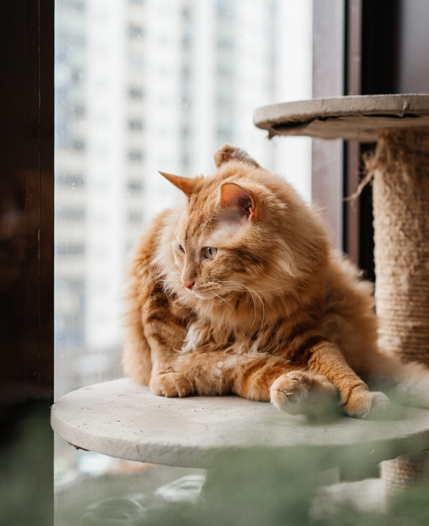 Fluffy orange cat sitting on a ledge by a window, looking away thoughtfully.