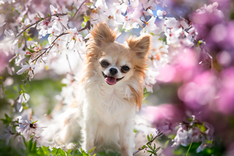 A smiling Chihuahua amidst blooming cherry blossoms.