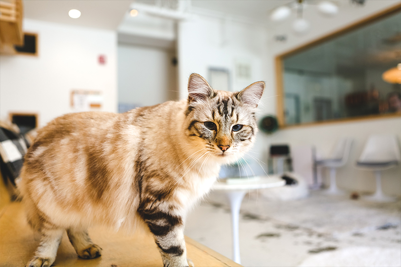 A tabby cat with blue eyes standing on a wooden counter in a bright room.