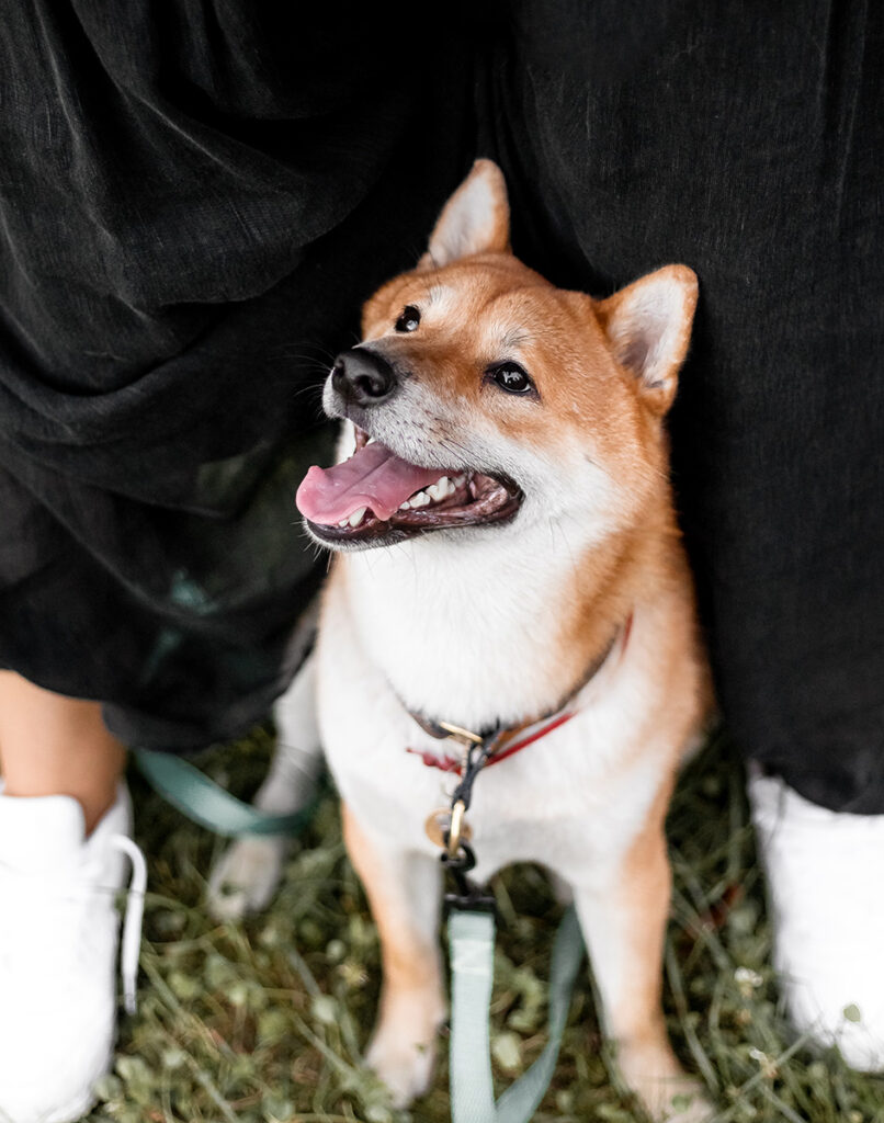 A Shiba Inu dog stands happily beside a person wearing black and white shoes.