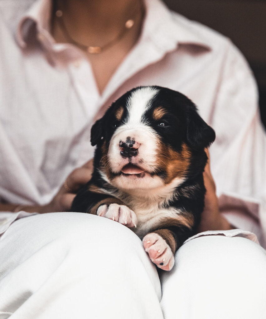 A person cradling a Bernese Mountain Dog puppy in their lap.