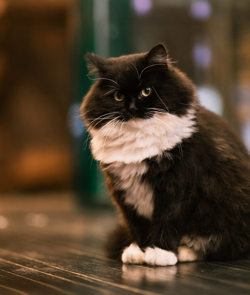 A fluffy, black and white cat sitting on a wooden floor, looking directly at the camera.