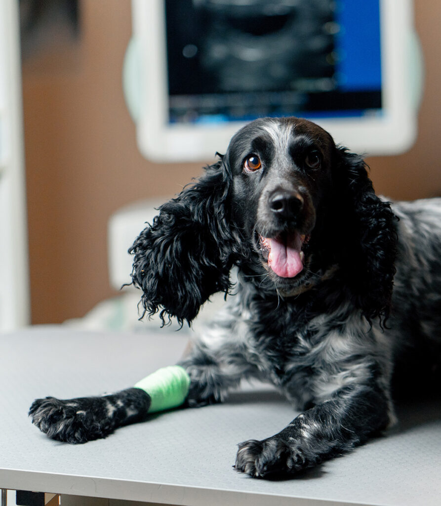 Black and white dog with a bandaged leg sitting on a table, panting.