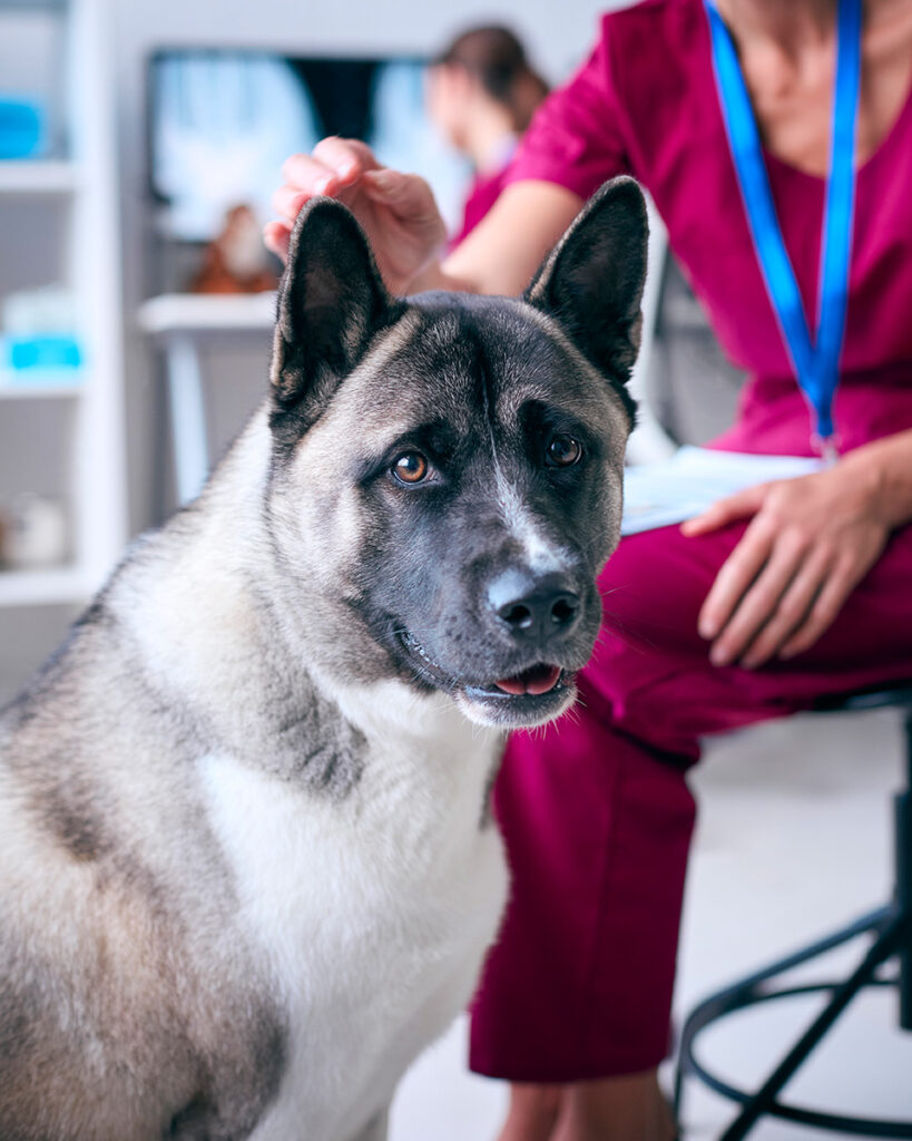 Akita dog at a vet's office, with a nurse petting its head.