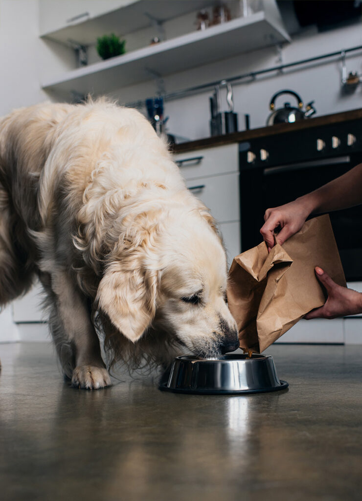 A golden retriever eagerly eating from a bowl as a person pours food.