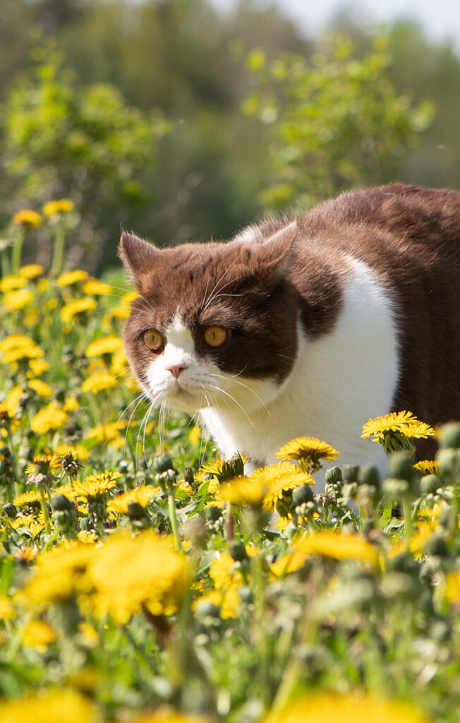 Brown and white cat stalking through a field of yellow dandelions.