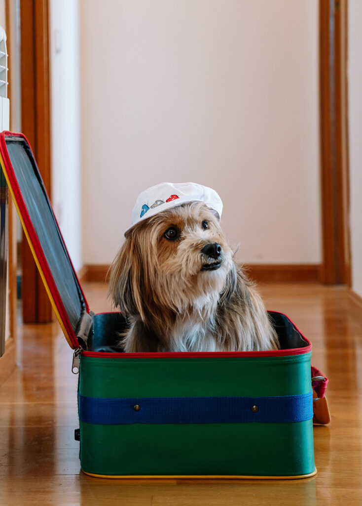 Dog in a cap sitting inside a colorful suitcase.