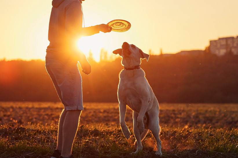 Person playing with a dog using a frisbee at sunset.