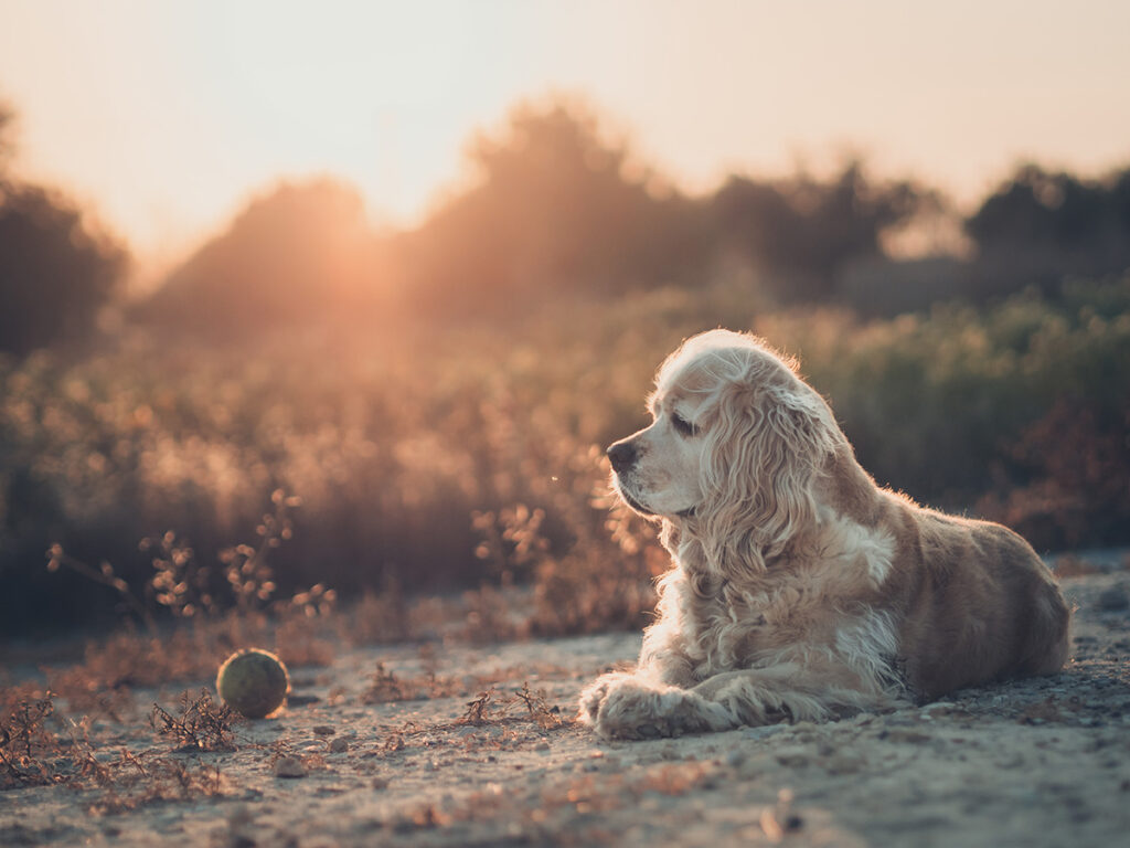 Golden retriever lying next to a tennis ball at sunset.