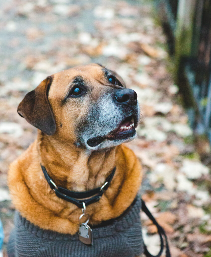 A brown dog wearing a sweater and collar, looking upwards attentively.
