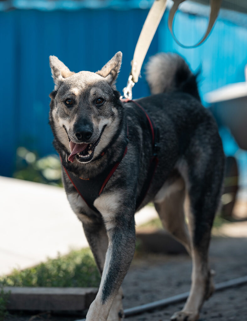 A smiling dog on a leash, wearing a red harness, with a blue background.