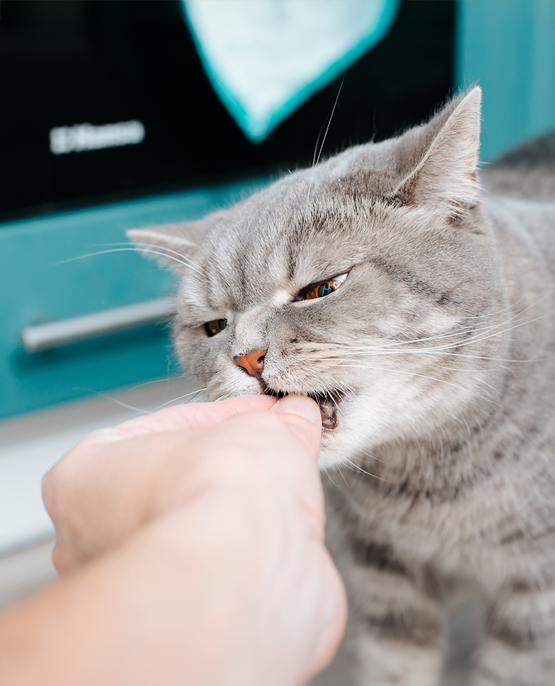 Gray cat nibbling gently on a person's finger.