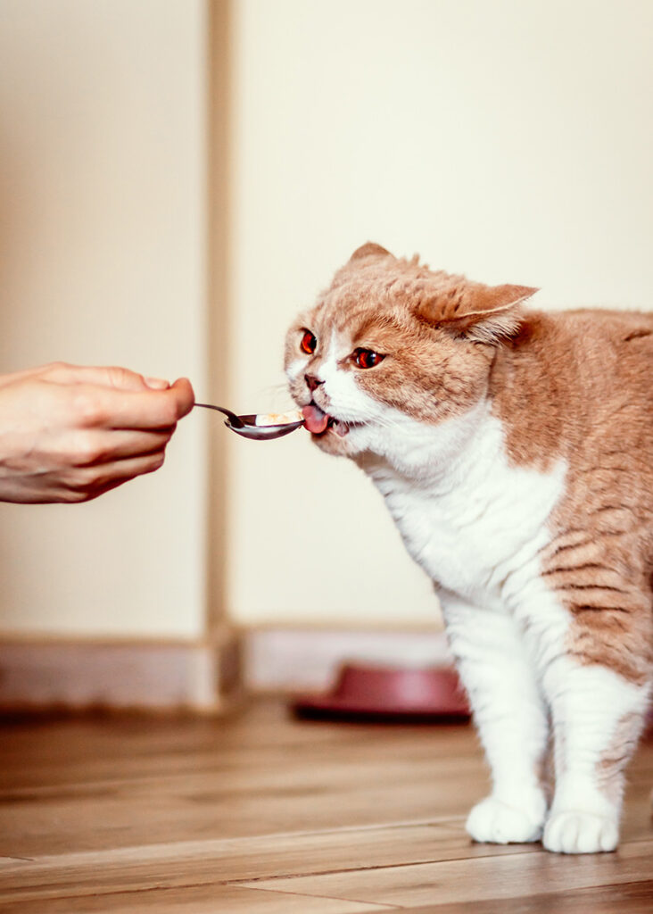 A beige cat licking food from a spoon held by a human hand.