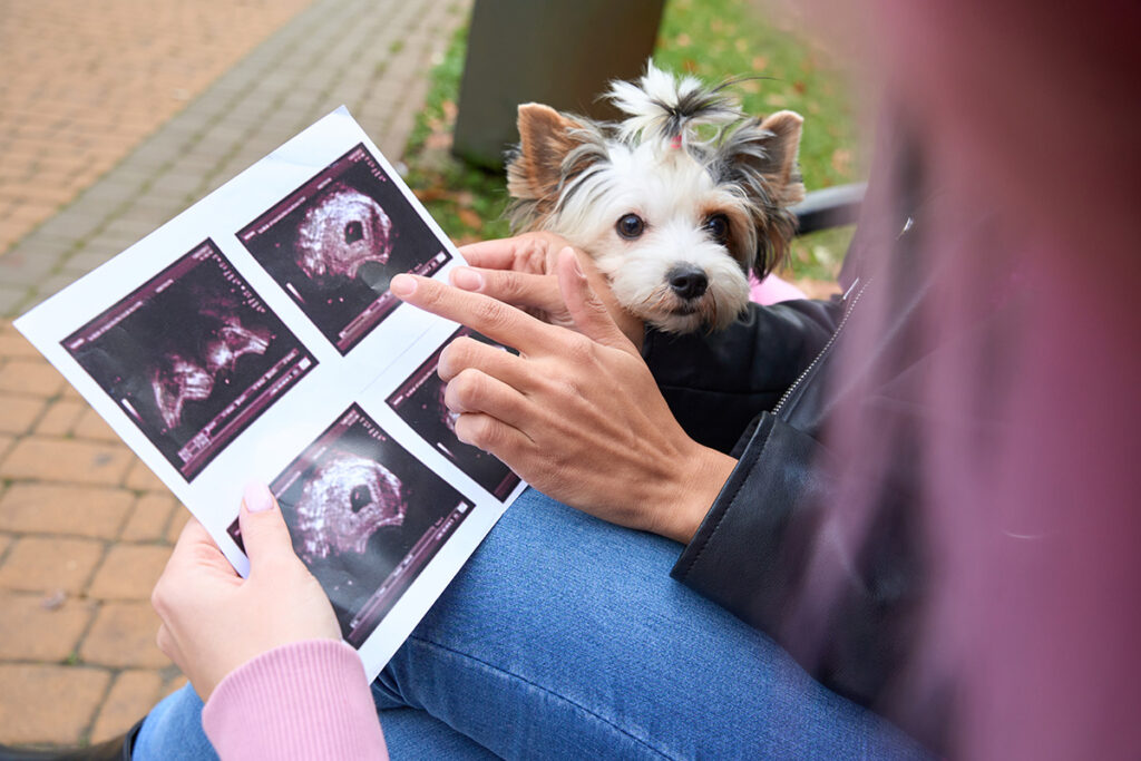Woman sharing ultrasound images with a small dog on her lap.