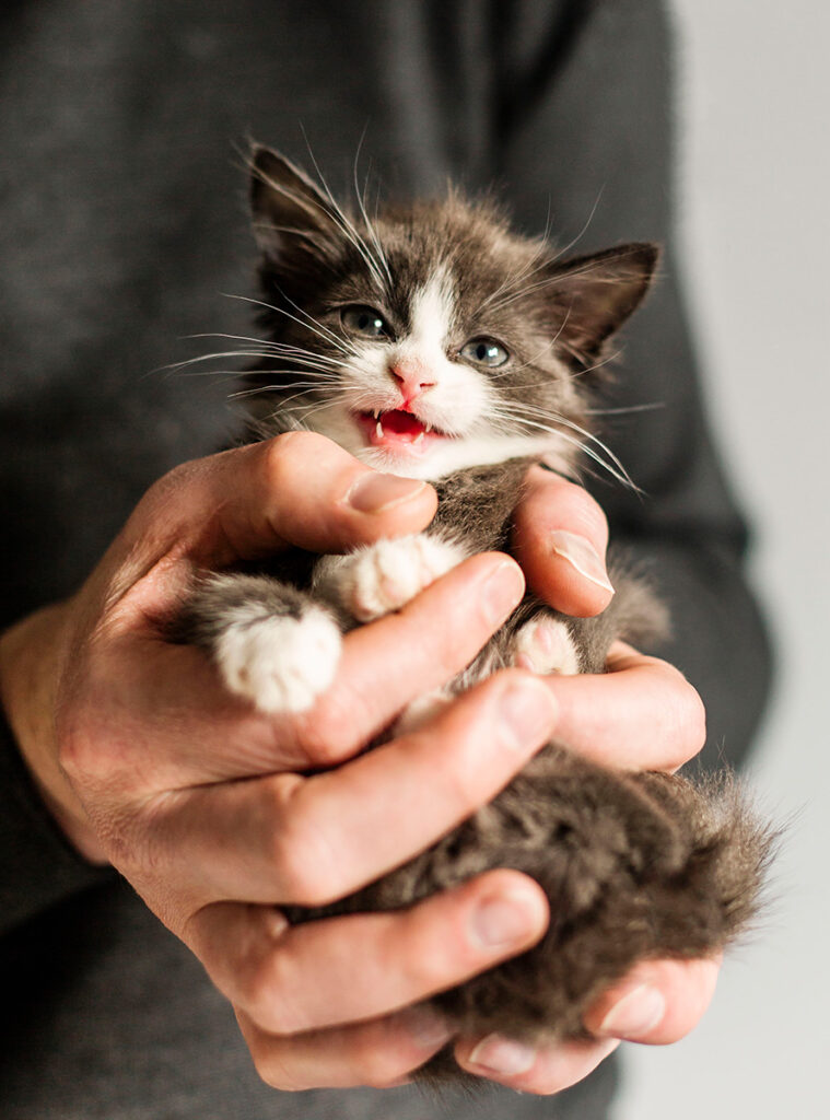 A small gray and white kitten yawns while held gently in human hands.