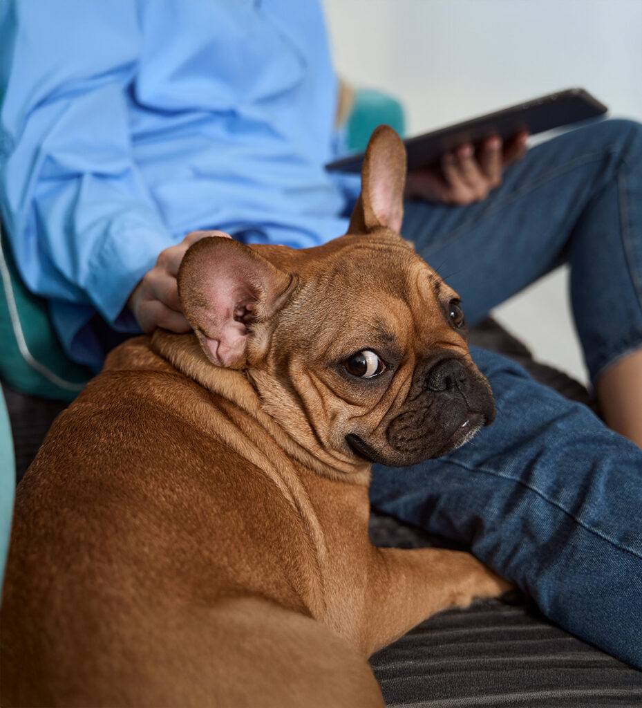 French bulldog resting on a person's lap who is using a tablet.