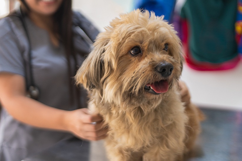 A fluffy tan dog being groomed by a smiling veterinarian.