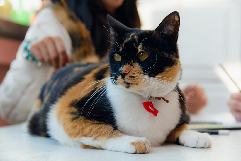 A calico cat with a red collar labeled "Miu" resting on a table, with a person in the background.