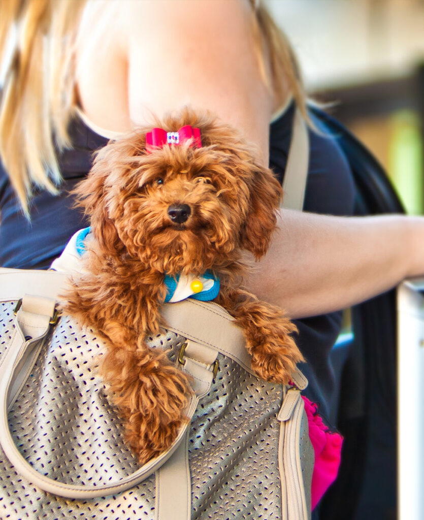 Small brown dog with a pink bow, peeking out from a gray handbag carried by a person.