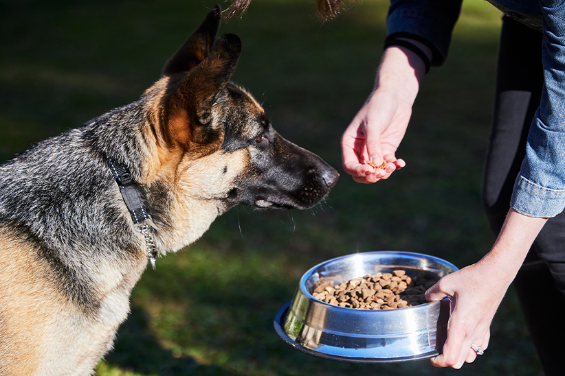 German Shepherd attentively watching a hand offering food above a bowl.