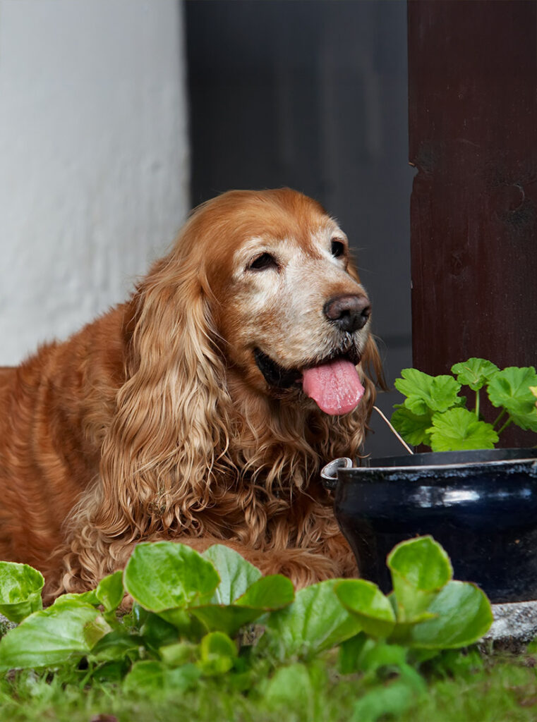 Golden retriever dog panting beside a black bowl and green plants.