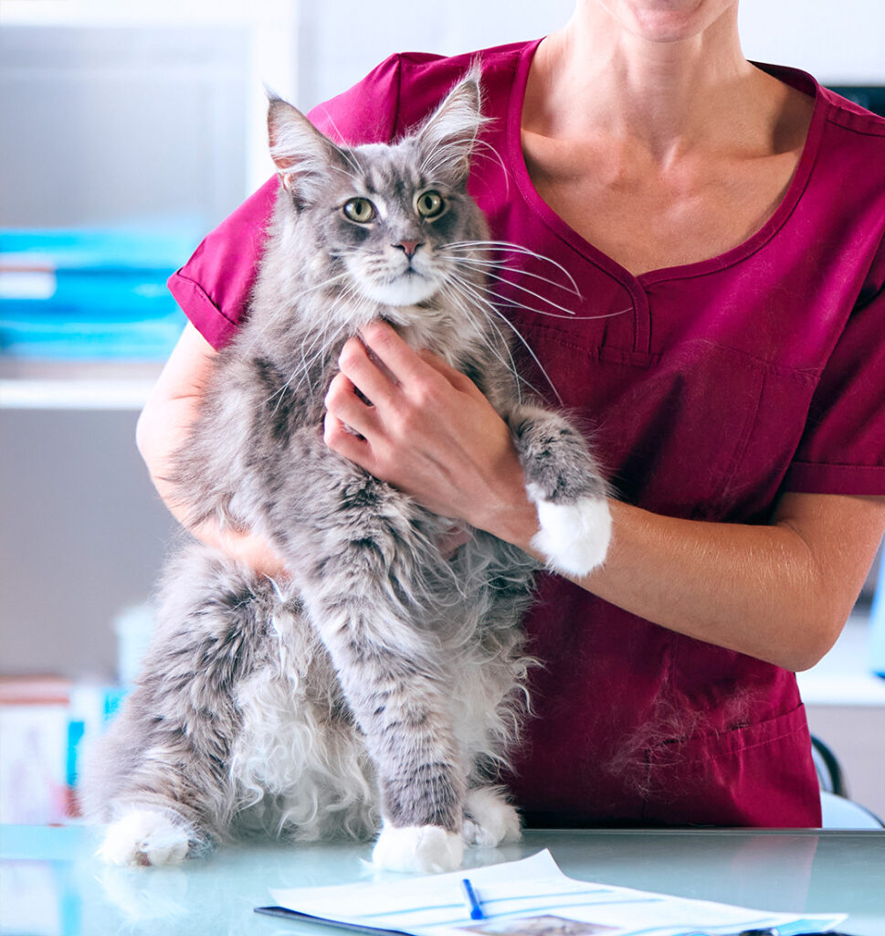 Veterinarian holding a large, fluffy gray cat.