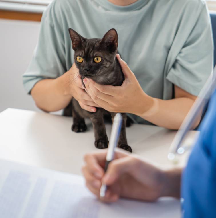 A small black cat held by human hands while a person writes notes.