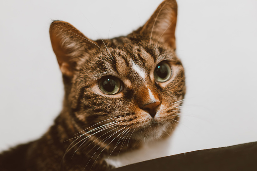Close-up of a tabby cat with striking green eyes.