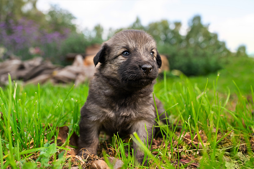 A small gray puppy exploring grass with a curious expression.