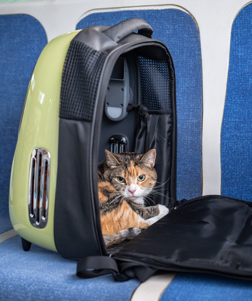 Calico cat inside a modern gray and yellow pet carrier on a blue seat.