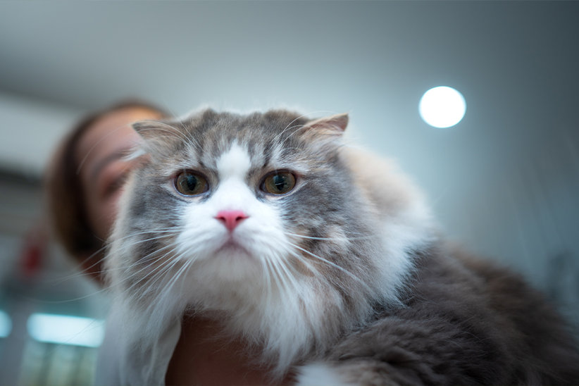 A fluffy grey and white cat with intense eyes, held by a blurred person in the background.