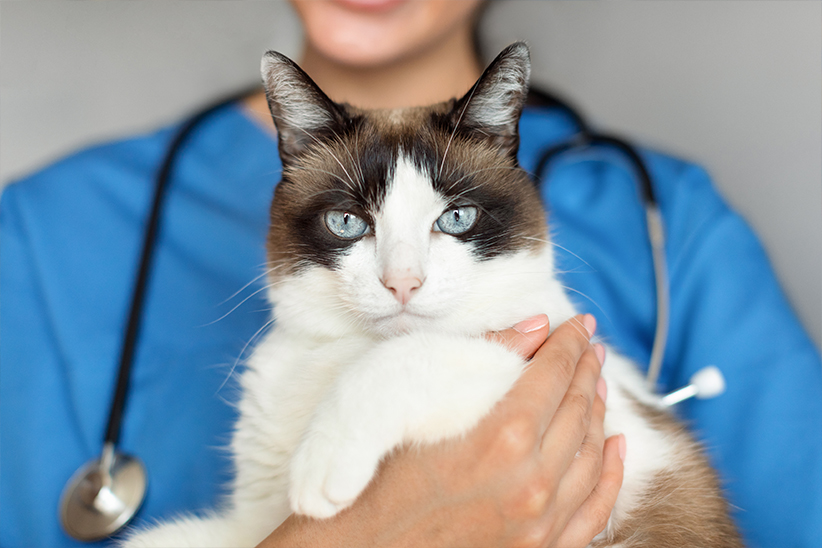 A veterinarian holding a Siamese cat with striking blue eyes.