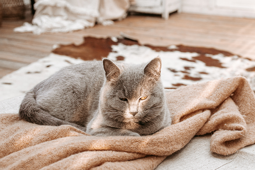 Gray cat relaxing on a tan blanket, with a serene expression.