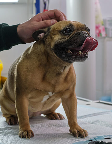 A French bulldog sitting, panting with tongue out, while a person pats its head.