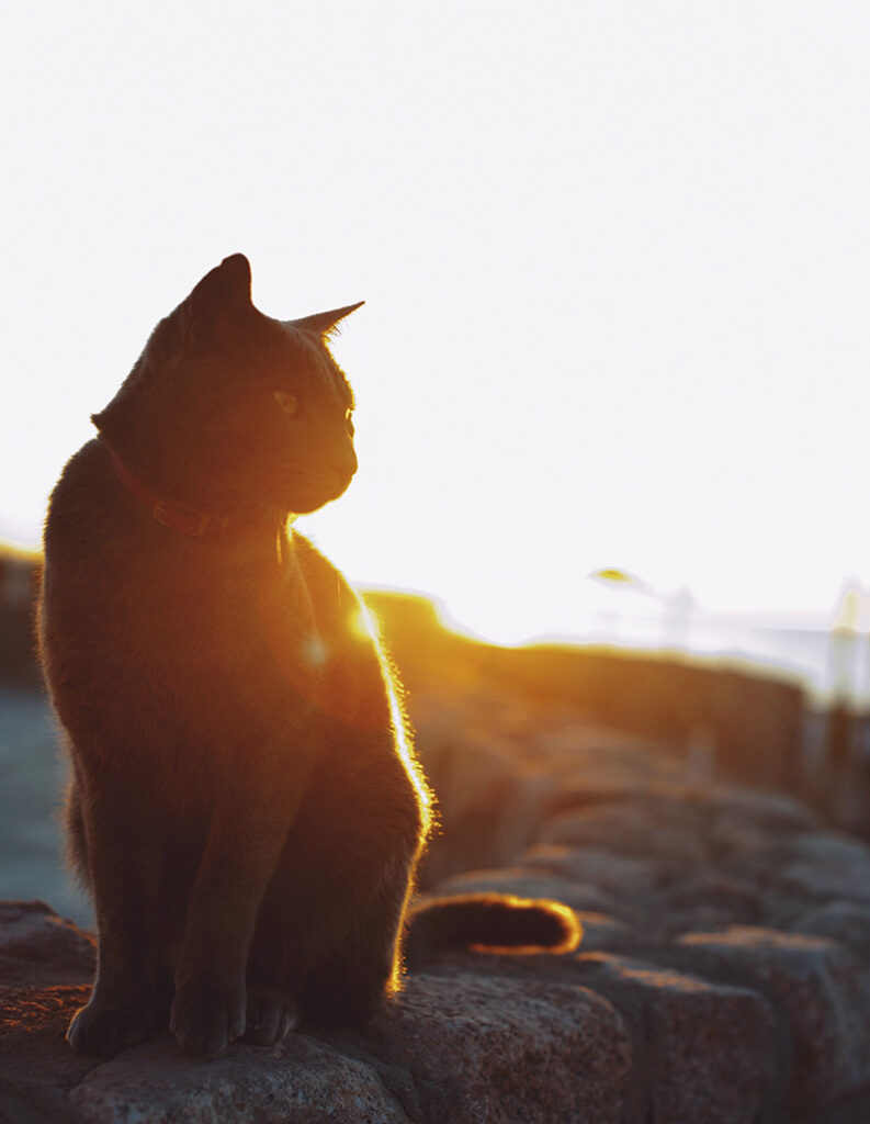 Silhouetted cat sitting on stone wall at sunset.