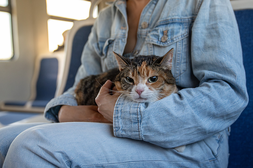 Person in denim holding a calico cat in their lap on a train.