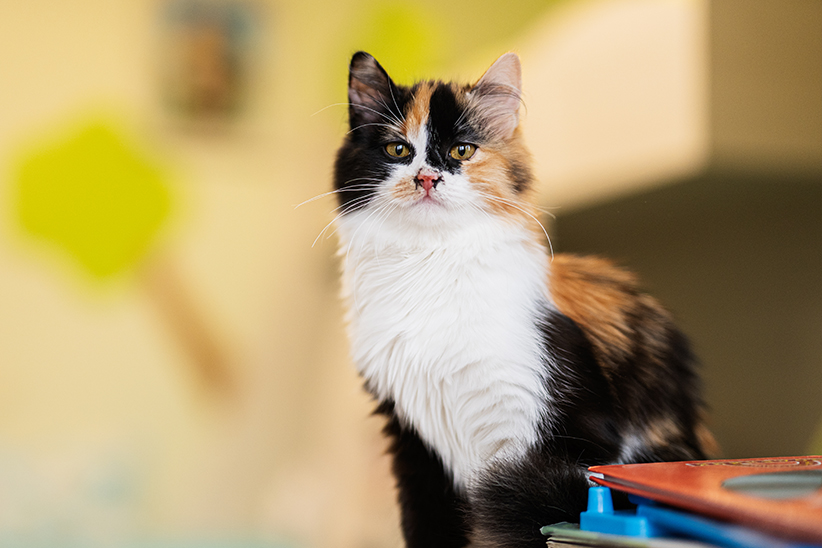 Calico cat with a white and orange face sitting attentively.