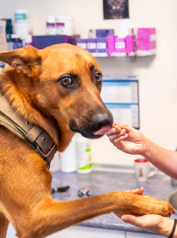 A brown dog receiving a treat from a human hand while shaking another hand.