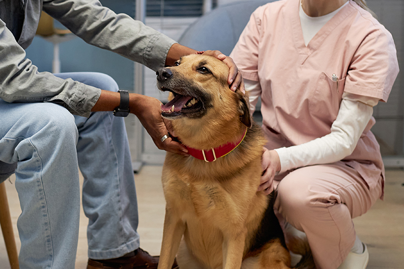 A dog receiving affection from two people in a veterinary clinic.