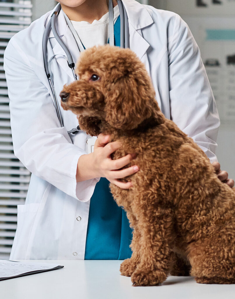 Veterinarian holding a brown poodle during a check-up.