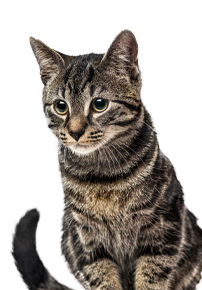 Close-up of a striped tabby cat looking directly at the camera.