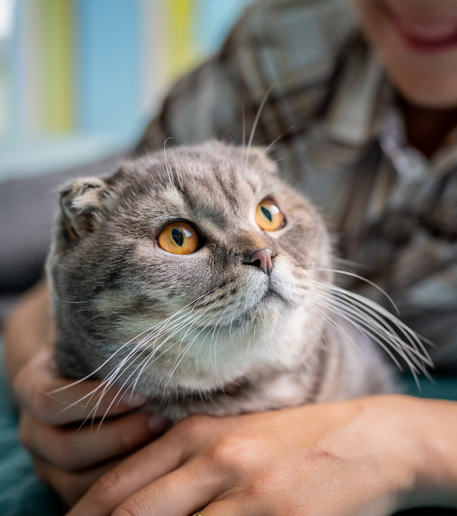 Close-up of a gray cat with orange eyes being held by a person.