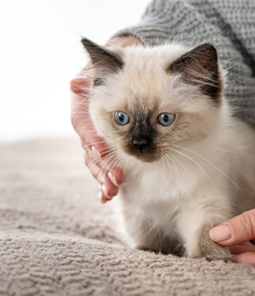 Person gently petting a Siamese kitten with striking blue eyes.