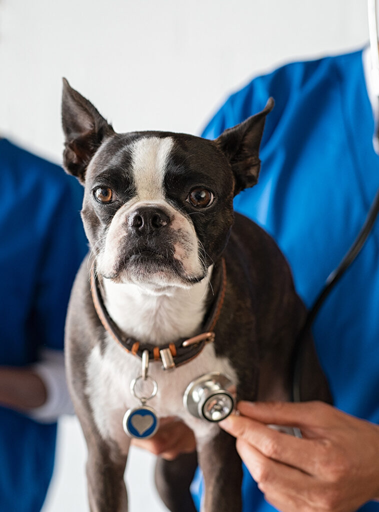 Boston Terrier being examined by a vet using a stethoscope.